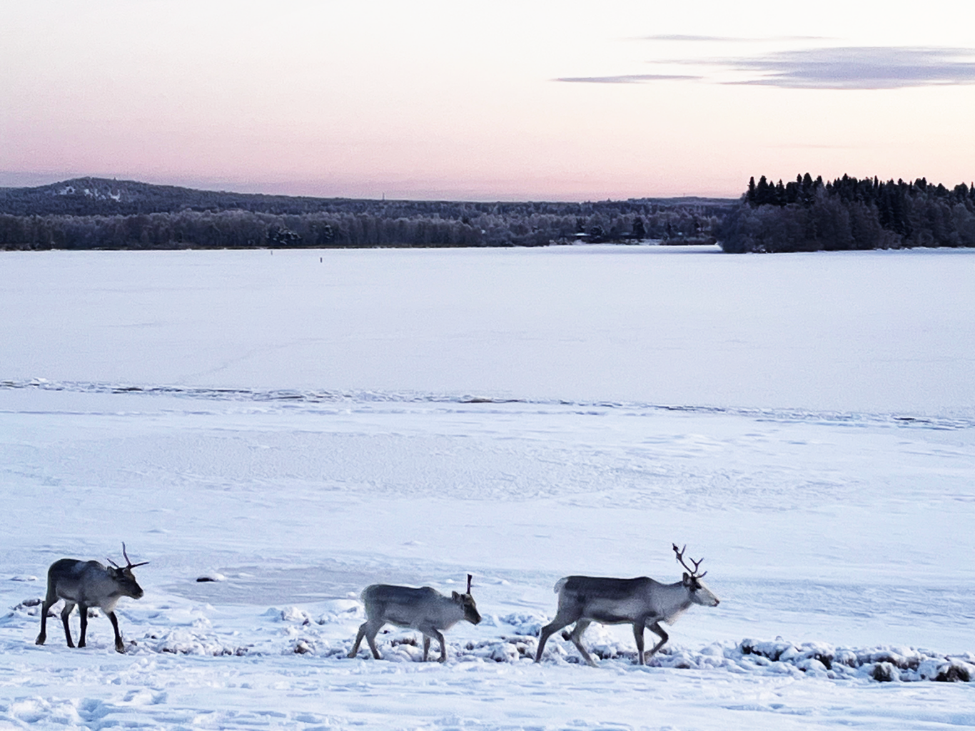 Reindeer on frozen river in the city of Rovaniemi, Finland. Photo by Ria-Maria Adams.