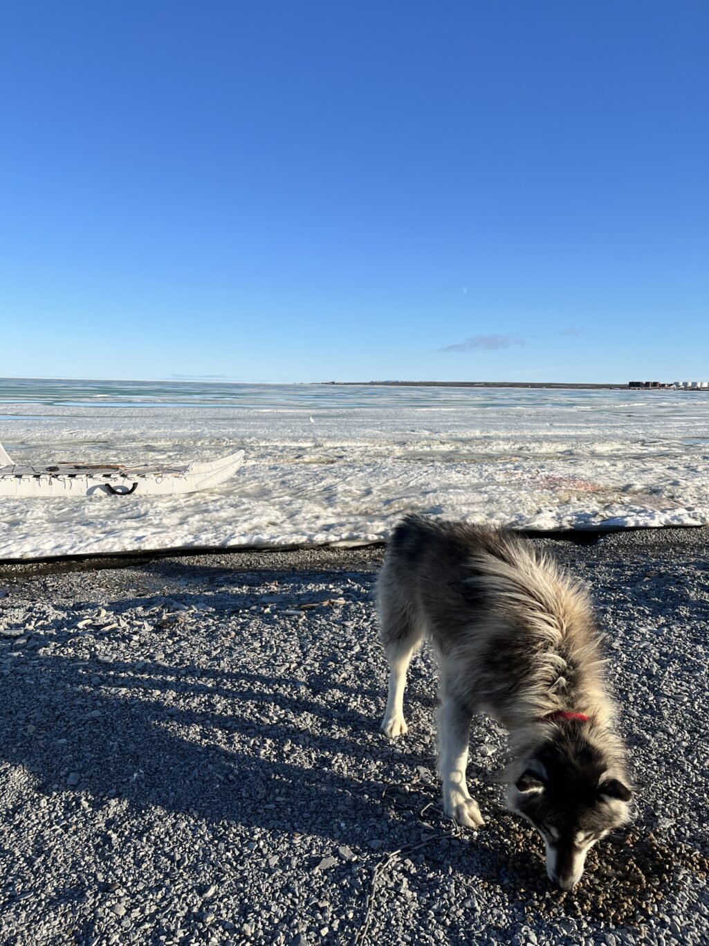 Figure 6: Sled doq (qimmiq) eating kibble outside Resolute Bay (Schmid, June 2023).